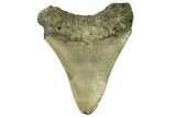 Serrated, Fossil Megalodon Tooth - North Carolina #257965-1